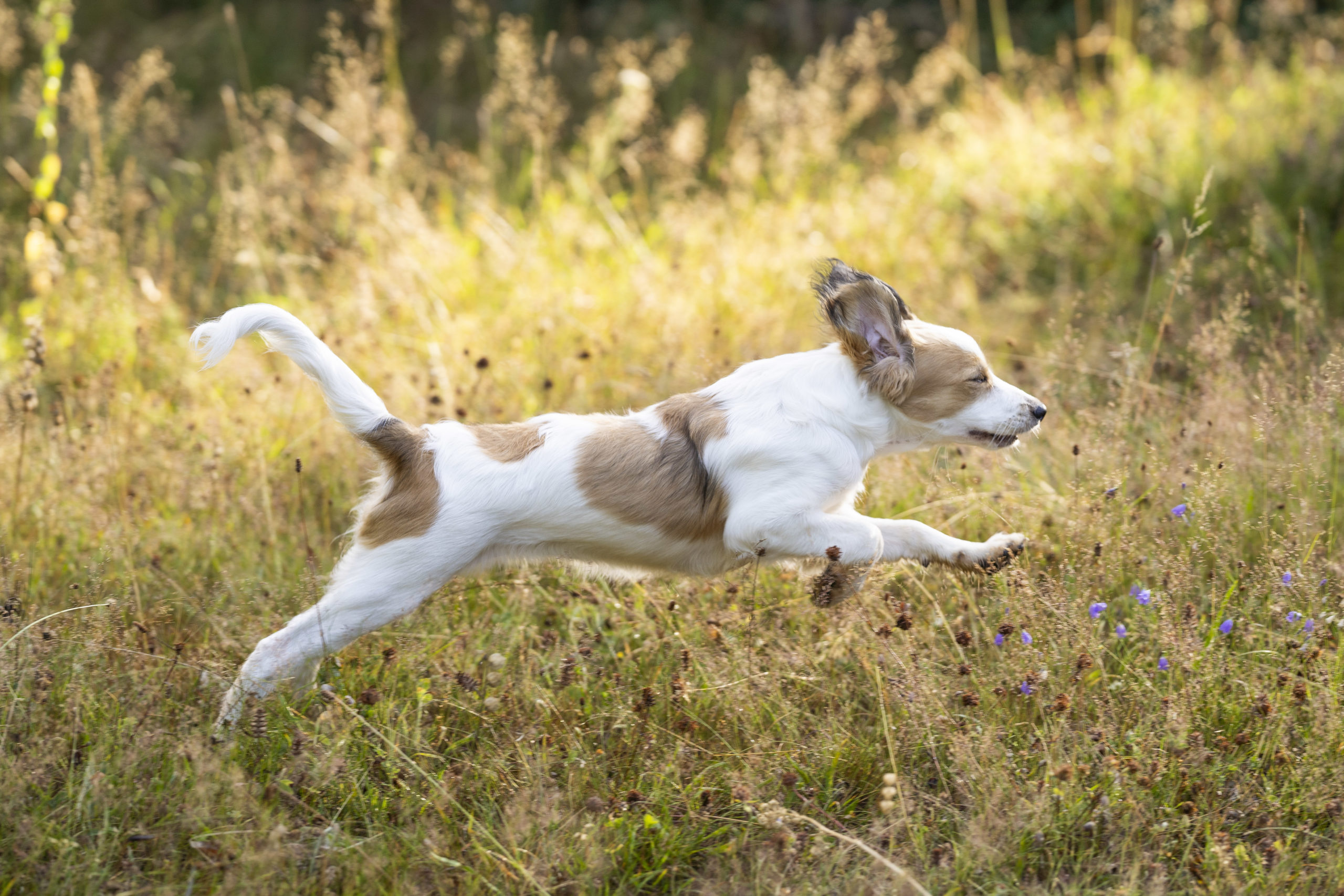 Api chiot galop prairie
