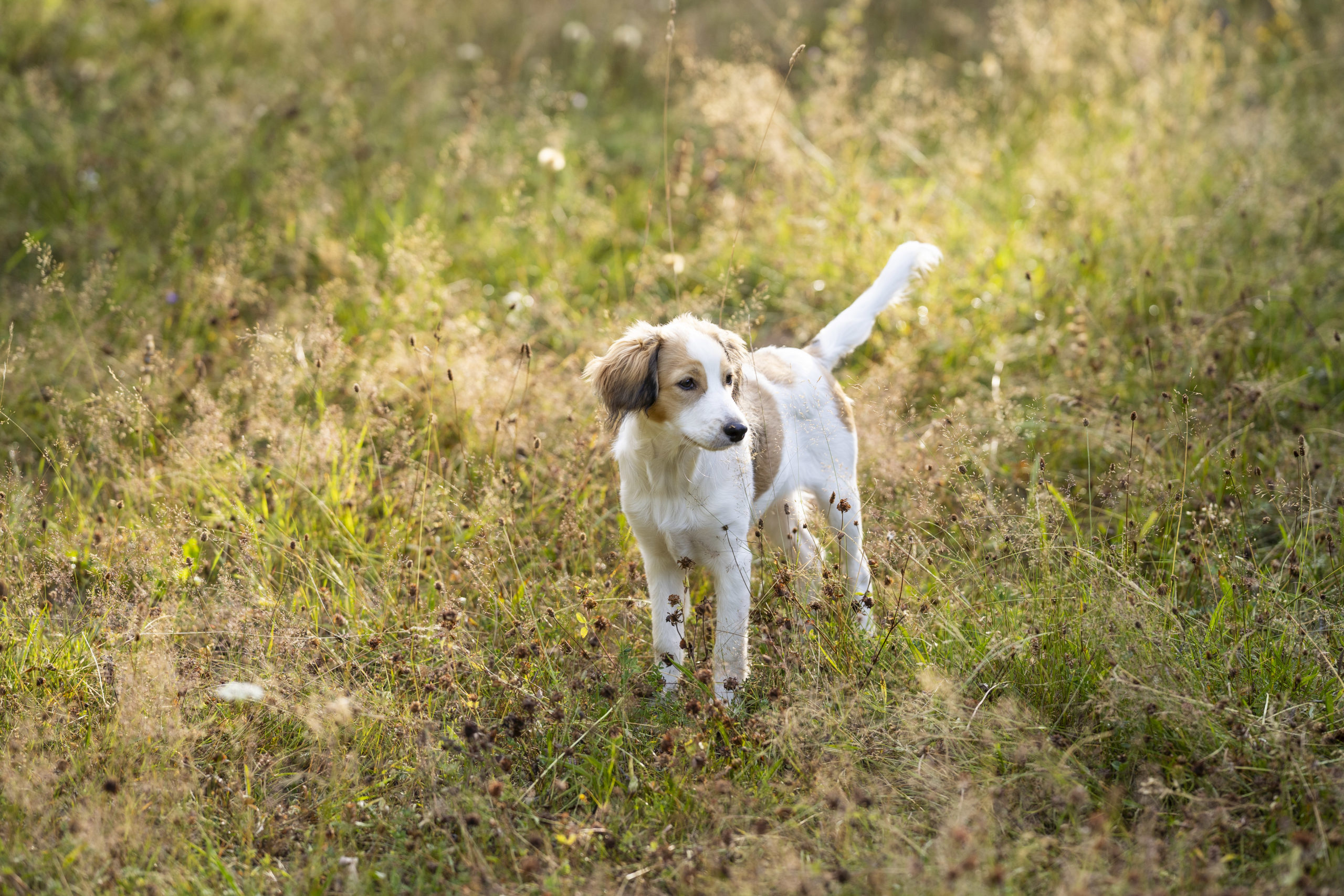 Api chiot prairie